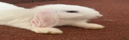 Mixed Breed rabbits for sale: Peanut and Fluffy  - Advert 2