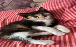 Mixed Breed cats for sale: Beautiful playful kittens - Image 7