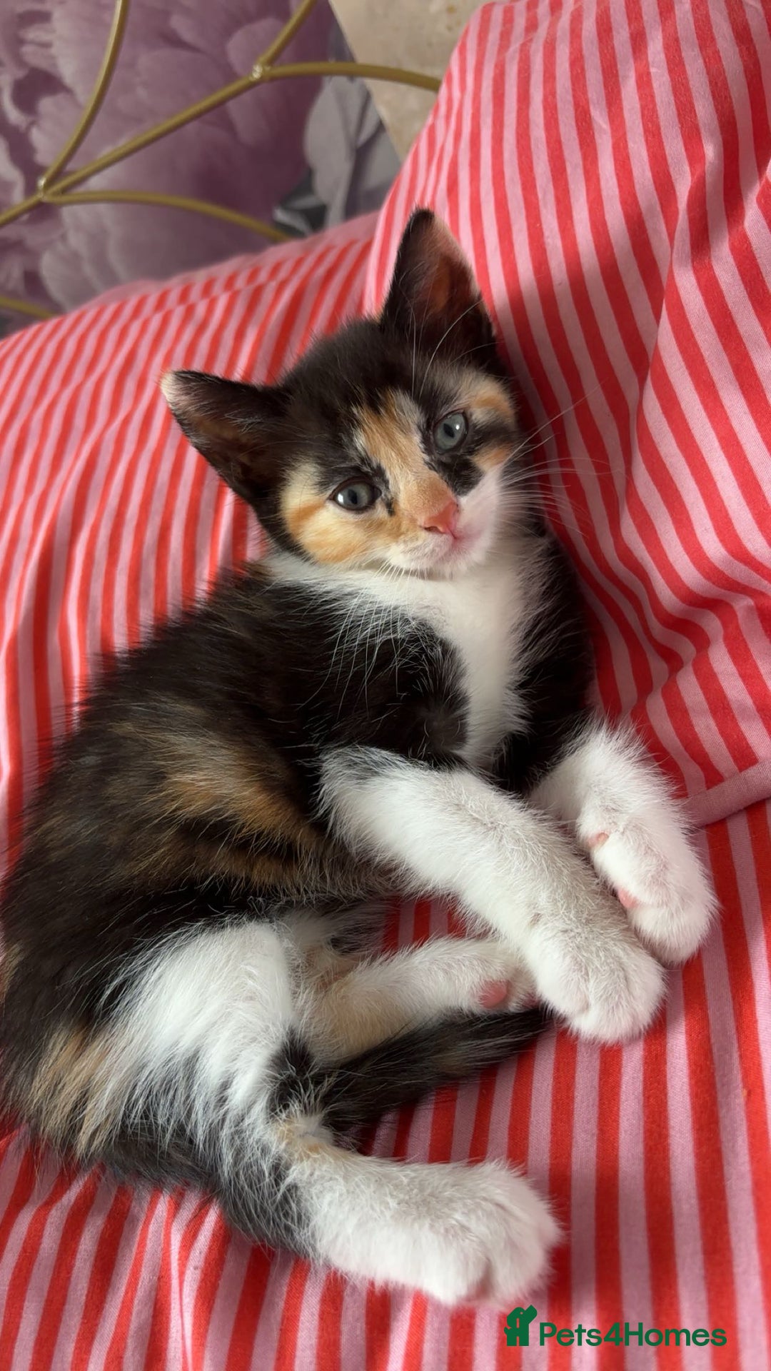 Mixed Breed cats for sale: Beautiful playful kittens - Image 7