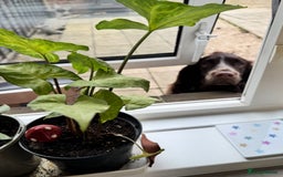 Cocker Spaniel dogs for sale: Cocker Spaniel Puppies  - Image 15