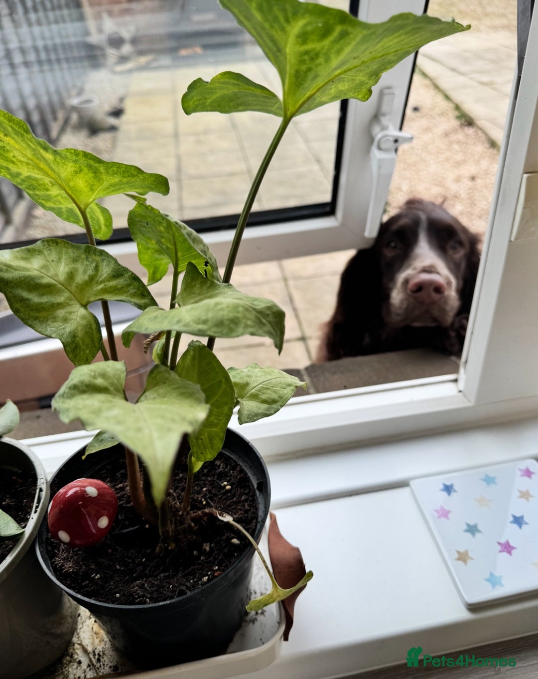 Cocker Spaniel dogs for sale: Cocker Spaniel Puppies  - Image 15
