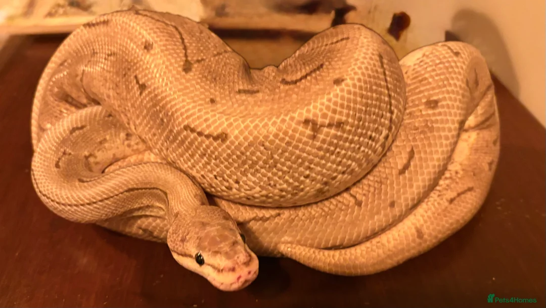 Python Snake reptiles for sale: Two adult/ juvenile female royal pythons for sale  - Advert 2