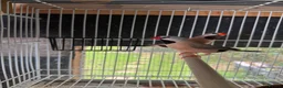 Finches birds for sale: Finches for sale  - Advert 1