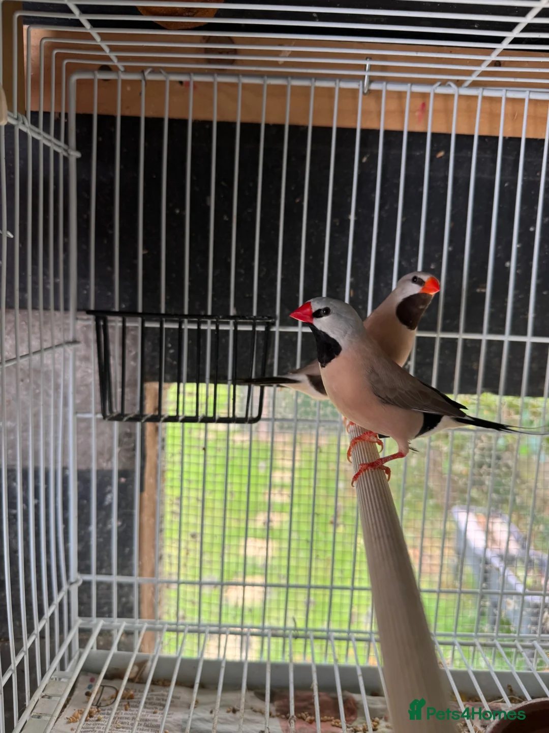Finches birds for sale: Finches for sale  - Advert 1