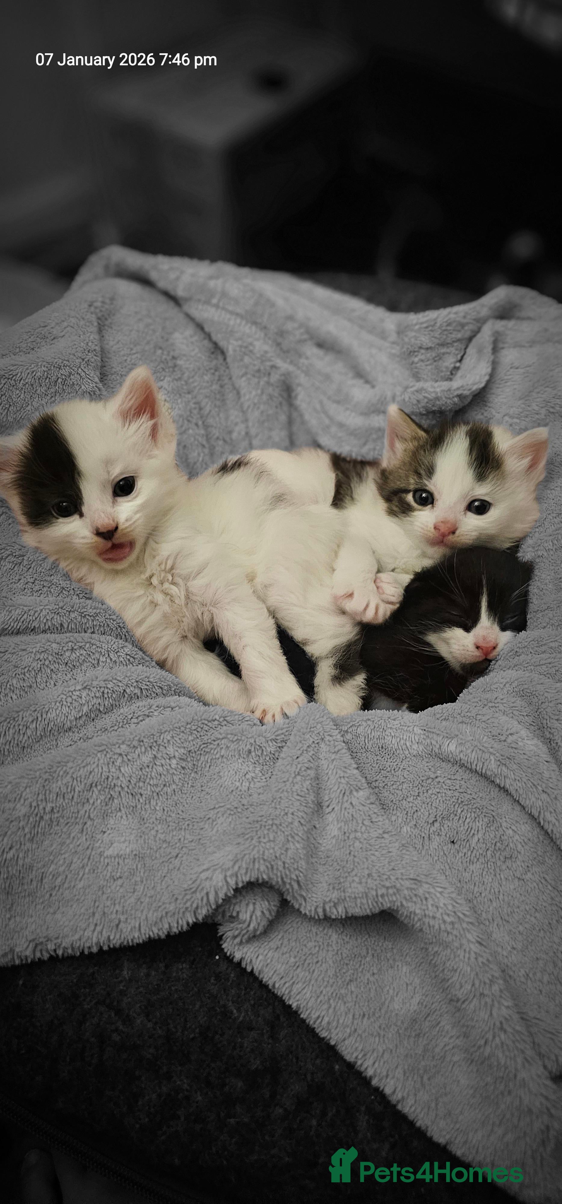 Mixed Breed cats 5 adorable kittens - Advert 3