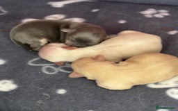 Chihuahua dogs for sale: Long coat chihuahua pups - Image 20
