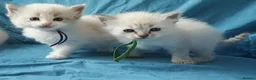 Siberian cats for sale: Soft and fluffy Siberian Neva Masquerade Kittens - Advert 39
