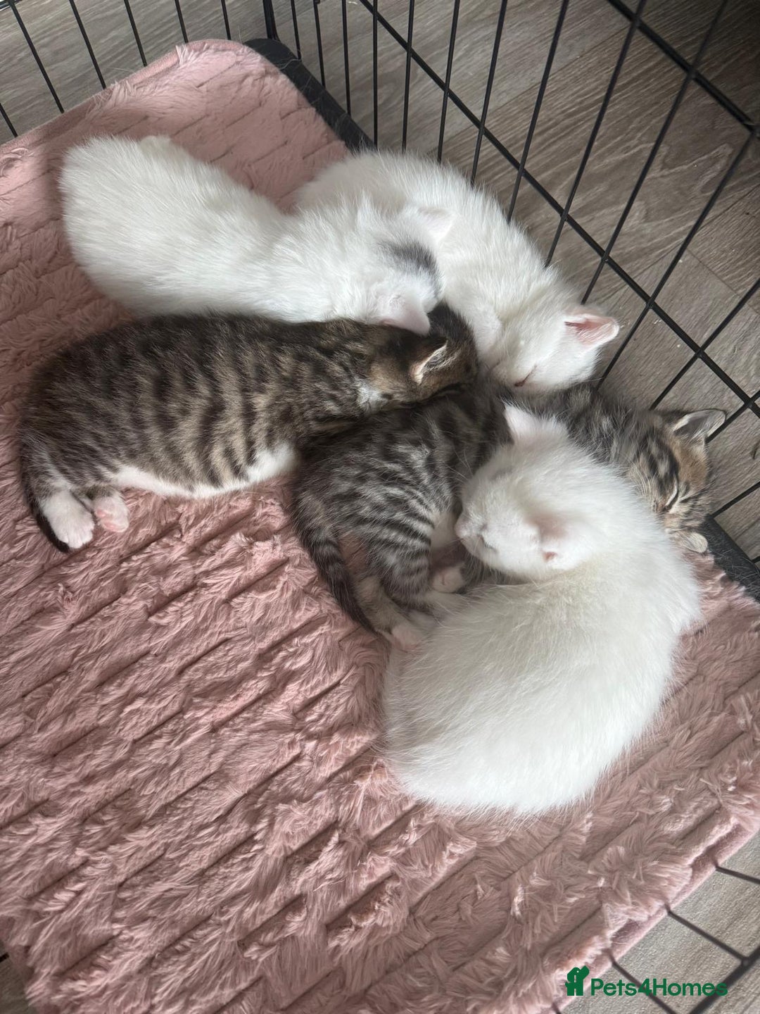 Siberian cats for sale: Five fluffy kittens  - Image 4
