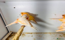 Canaries birds for sale: Young Red factor canaries for sale  - Image 9