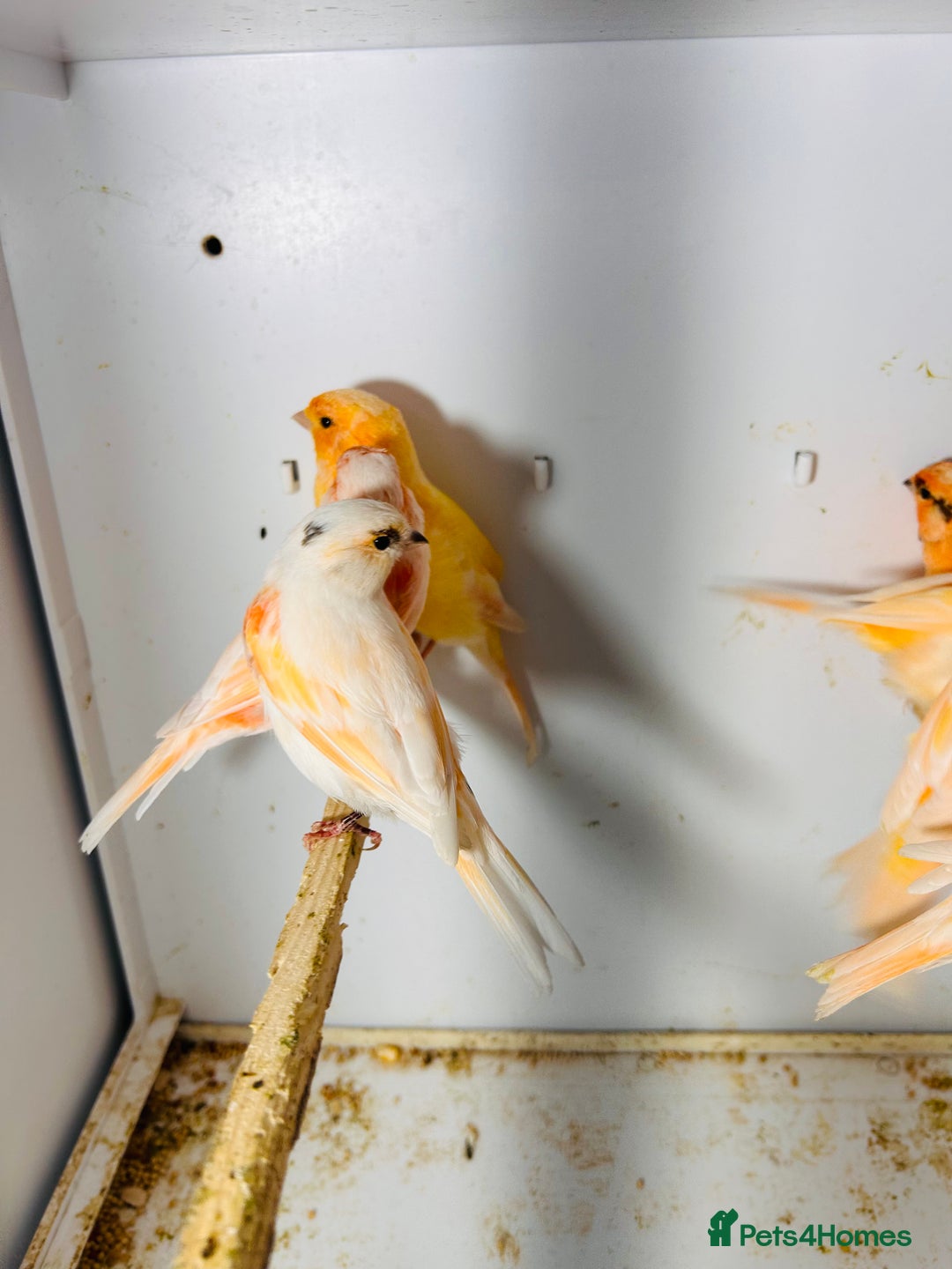 Canaries birds for sale: Young Red factor canaries for sale  - Image 9