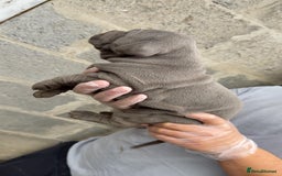 Cane Corso dogs for sale: Top Quality Purebred 8 Blue Cane Corso Puppies  - Advert 2