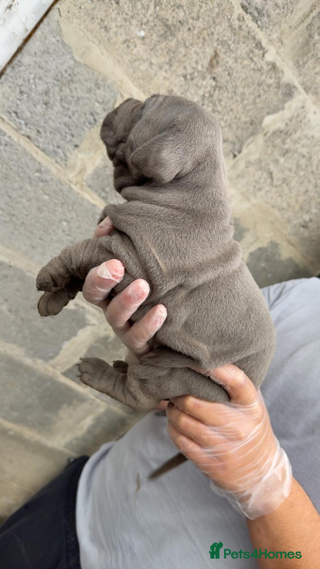 Cane Corso dogs for sale: Top Quality Purebred 8 Blue Cane Corso Puppies  - Advert 2