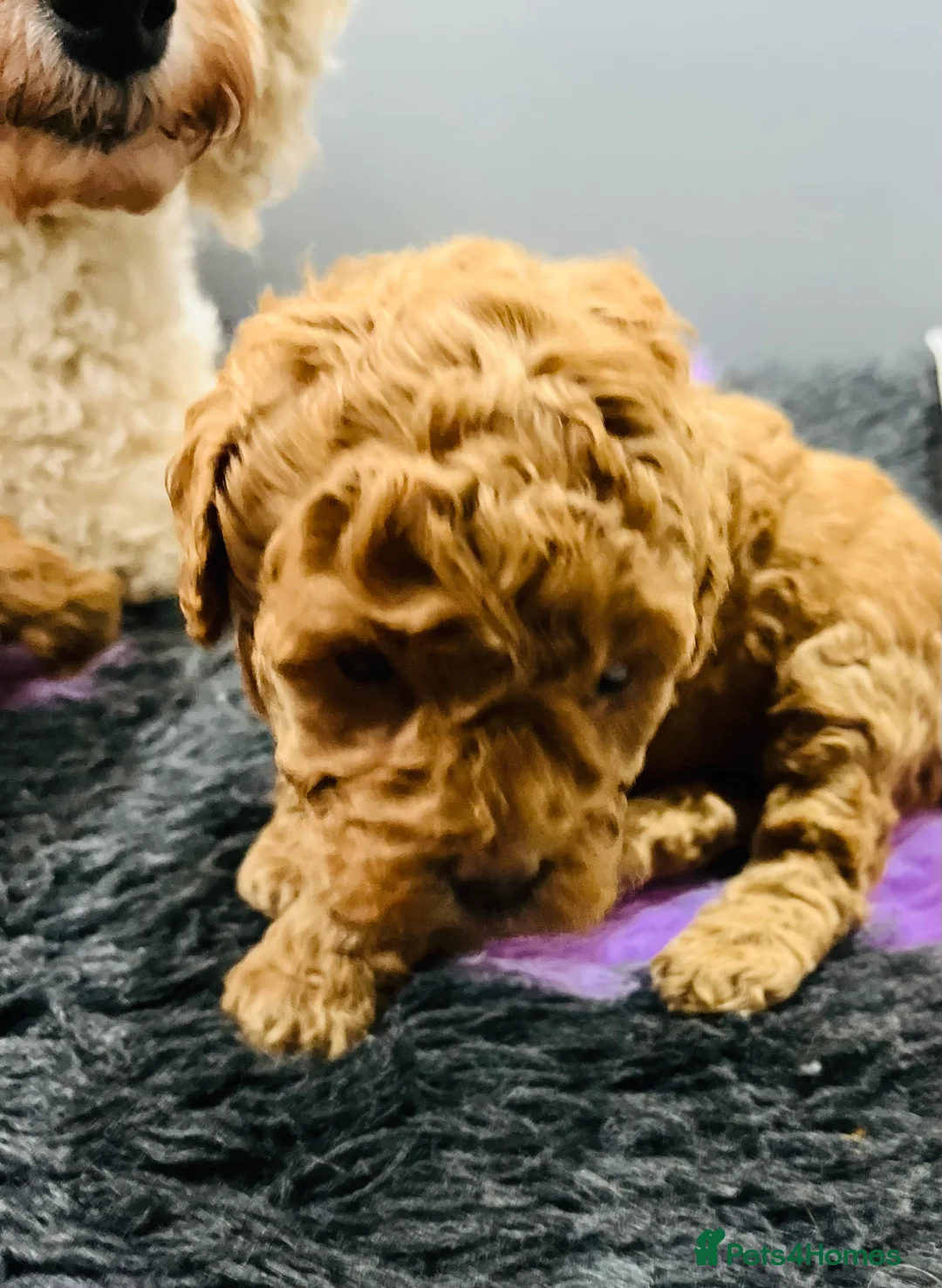 Cockapoo dogs for sale: Stunning f2b cockapoo pups  - Advert 2