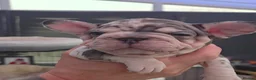 French Bulldog dogs for sale: 💥 Unique French Bulldog puppies 💥 - Advert 15