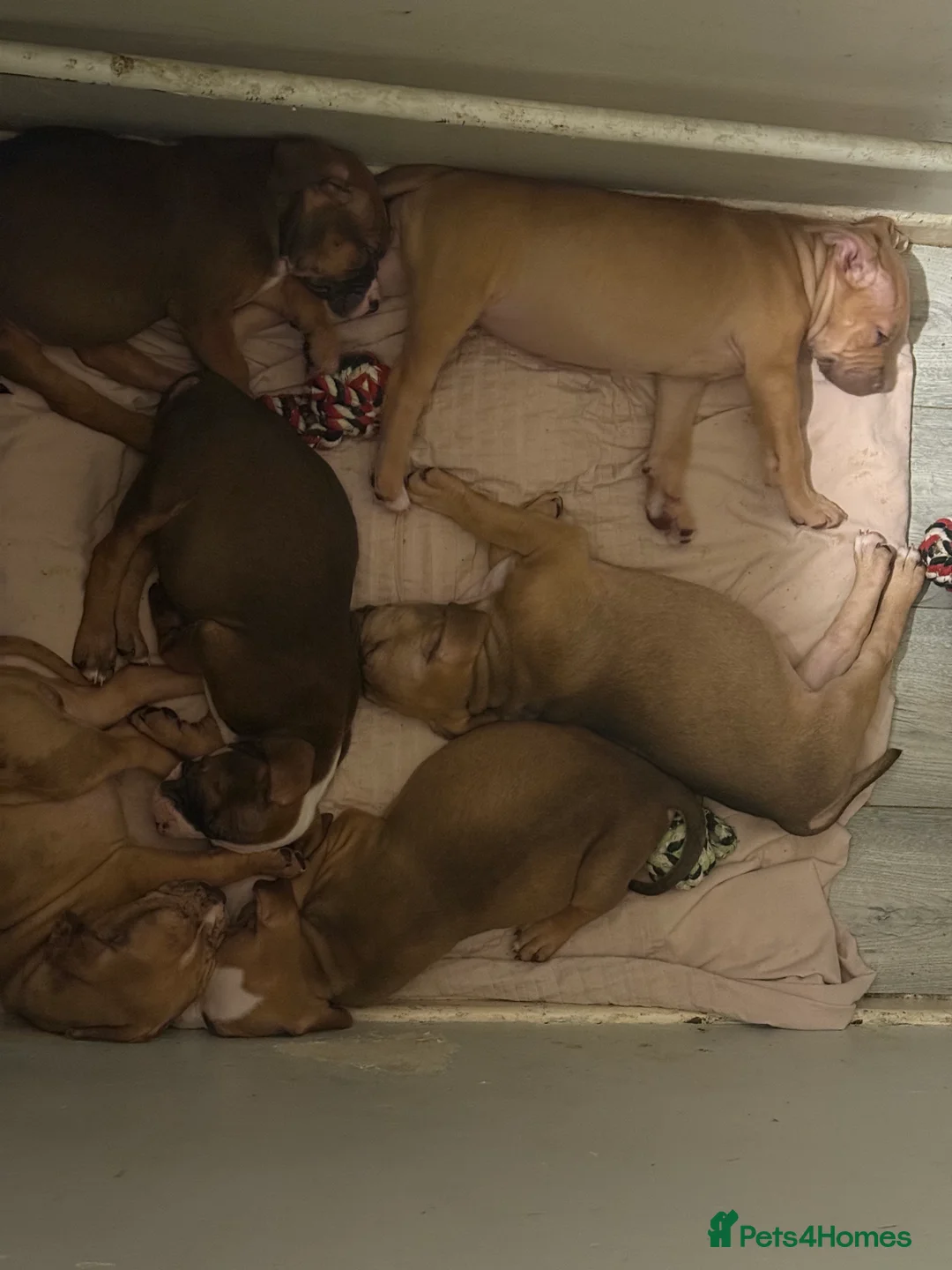 Mixed Breed dogs for sale: Cane Corso mixed  - Advert 5