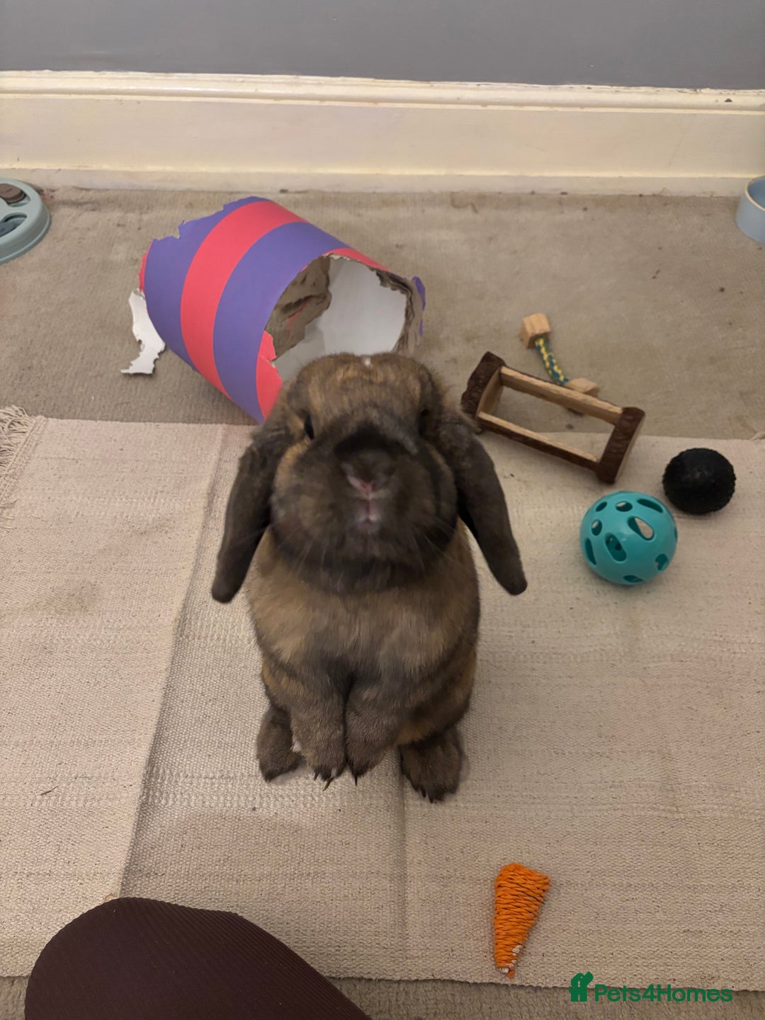 Dwarf Lop rabbits for sale: Rehoming my lovely Winnie - Advert 3