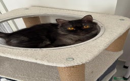 Mixed Breed cats for adoption: Beautiful grumpy-face Elba is a lovebug  - Image 9