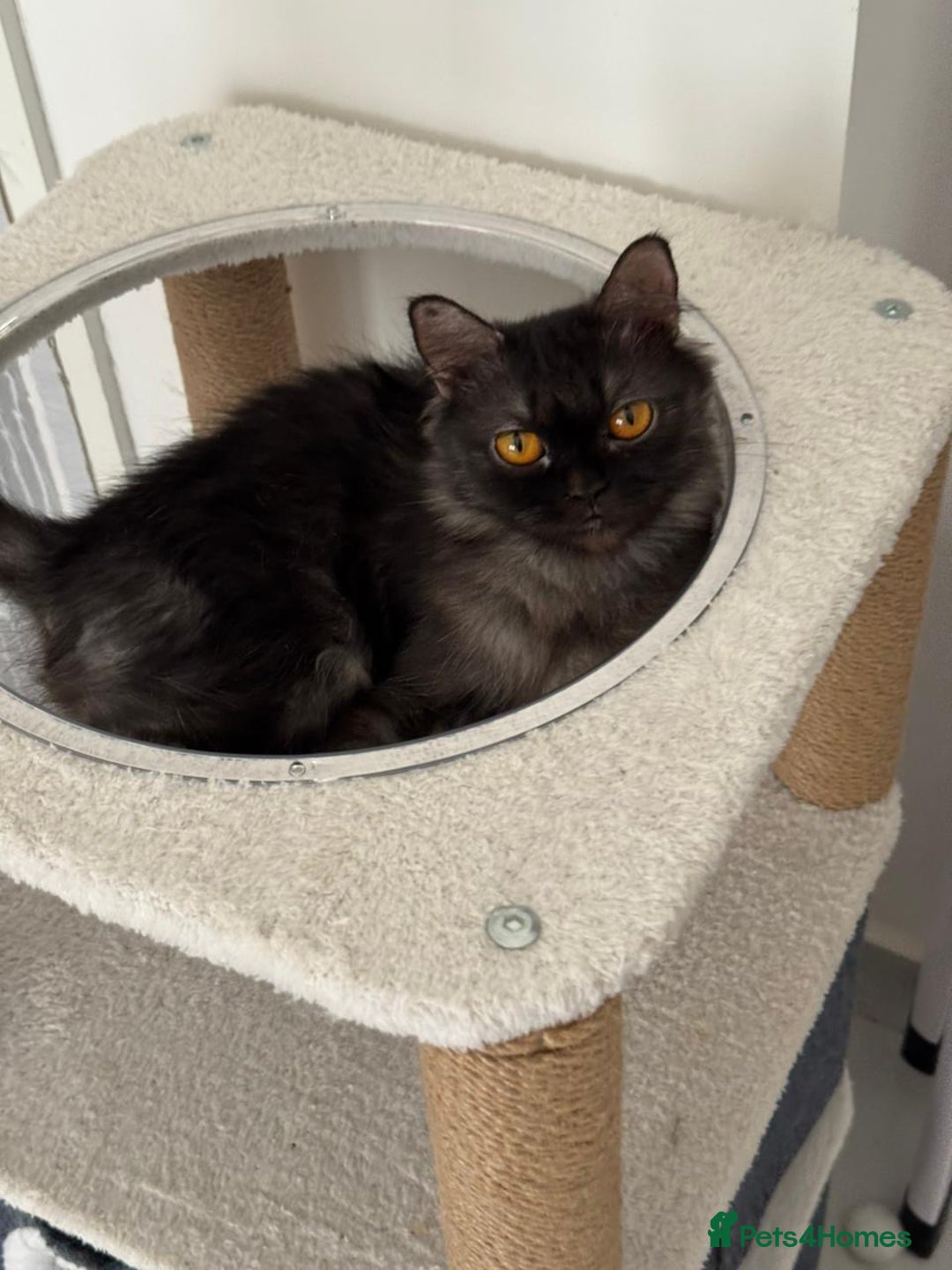 Mixed Breed cats for adoption: Beautiful grumpy-face Elba is a lovebug  - Image 9