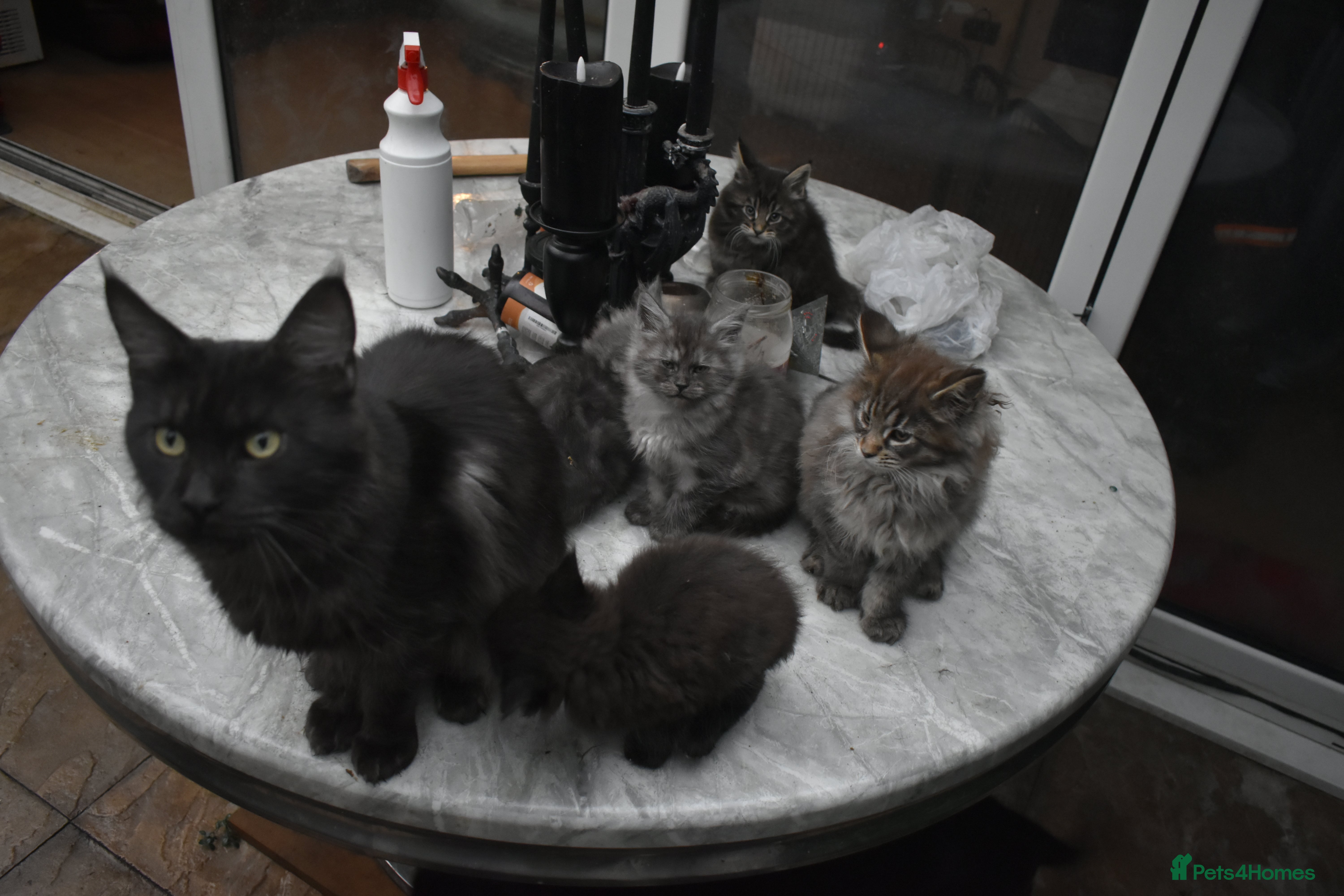 Maine Coon cats Gorgeous Champion Bloodline Maine Coon Kittens - Advert 2