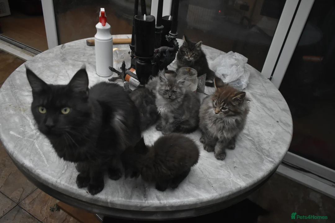 Maine Coon cats for sale: Gorgeous Champion Bloodline Maine Coon Kittens - Advert 2
