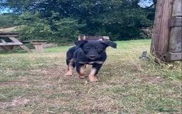Mixed Breed dogs for sale: Collie x Huntaway - Image 10