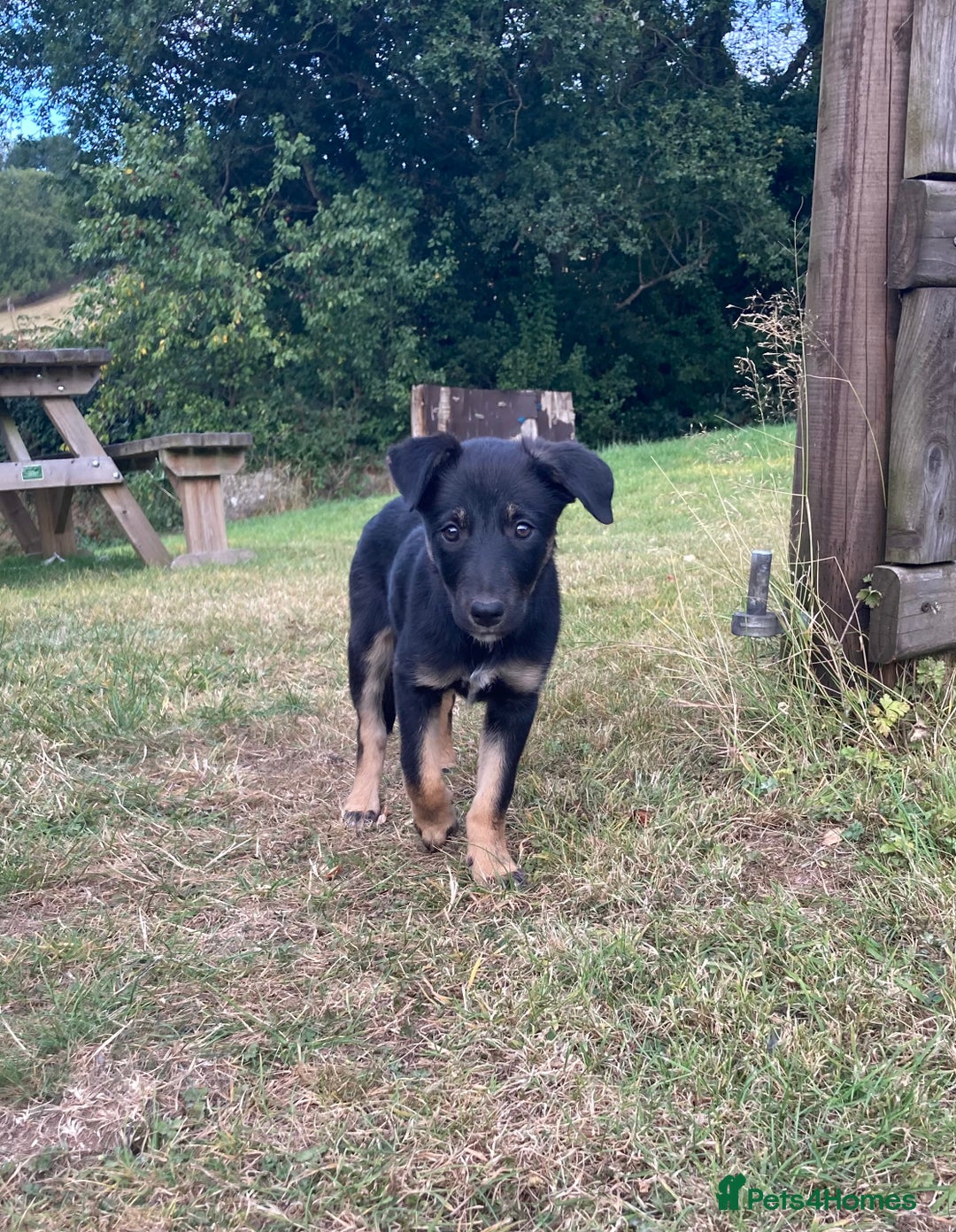 Mixed Breed dogs for sale: Collie x Huntaway - Image 10