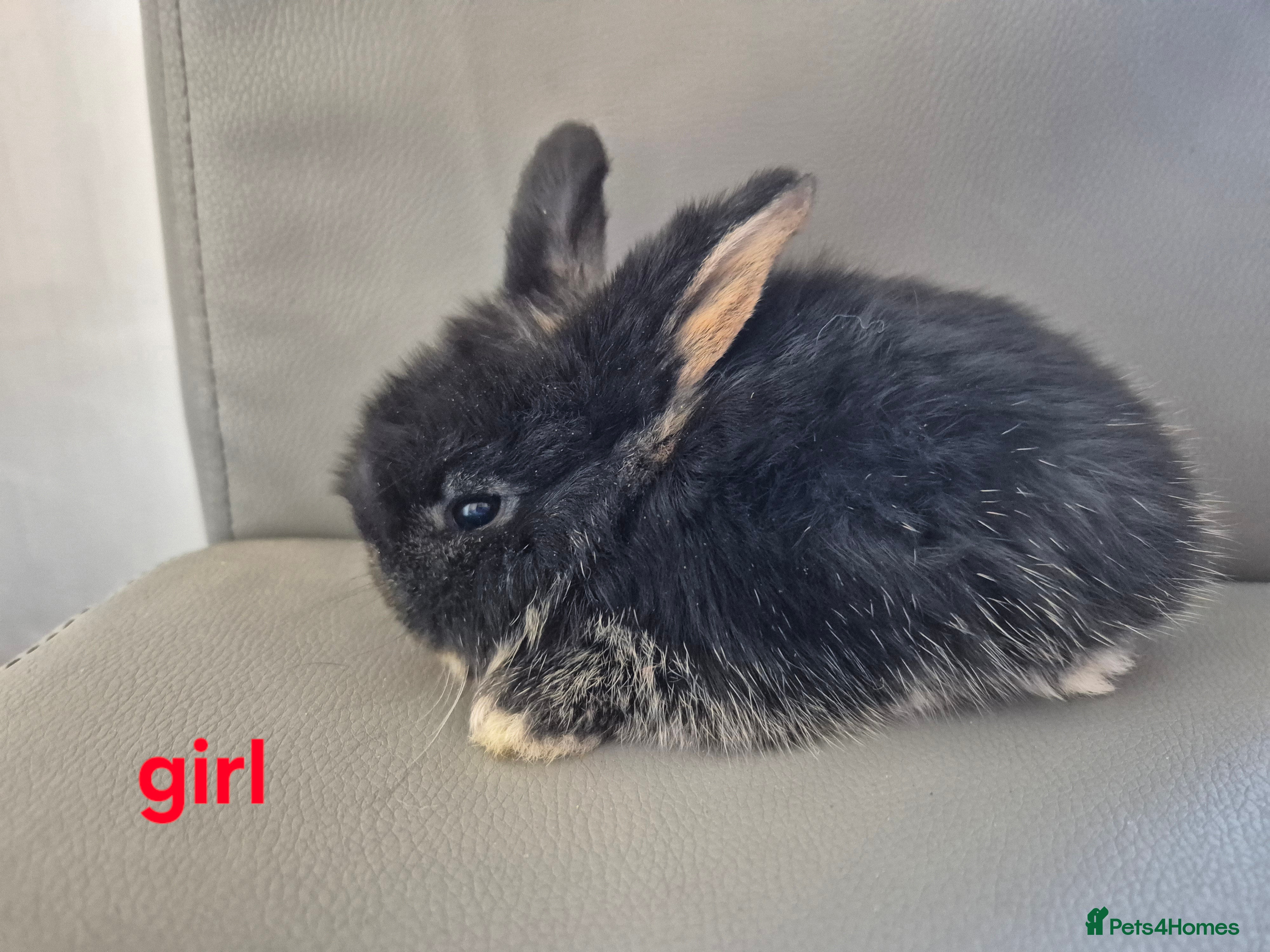 Mini Lop rabbits Mixed litter ready APRIL 13th,l - Advert 17