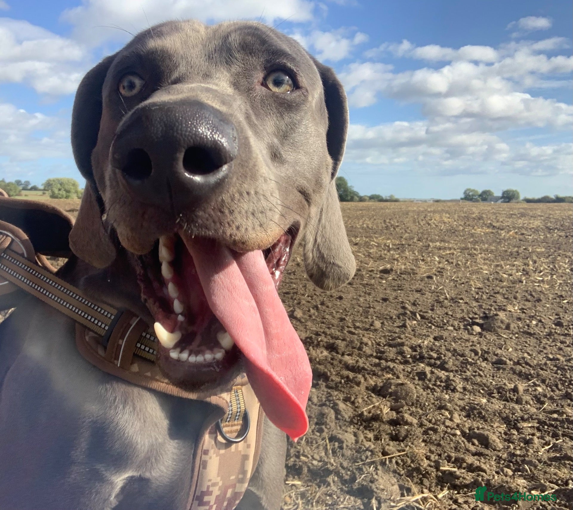 Weimaraner dogs 14 month old Weimaraner  - Advert 10