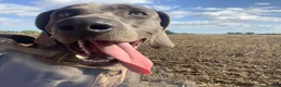 Weimaraner dogs for sale: 14 month old Weimaraner  - Advert 1