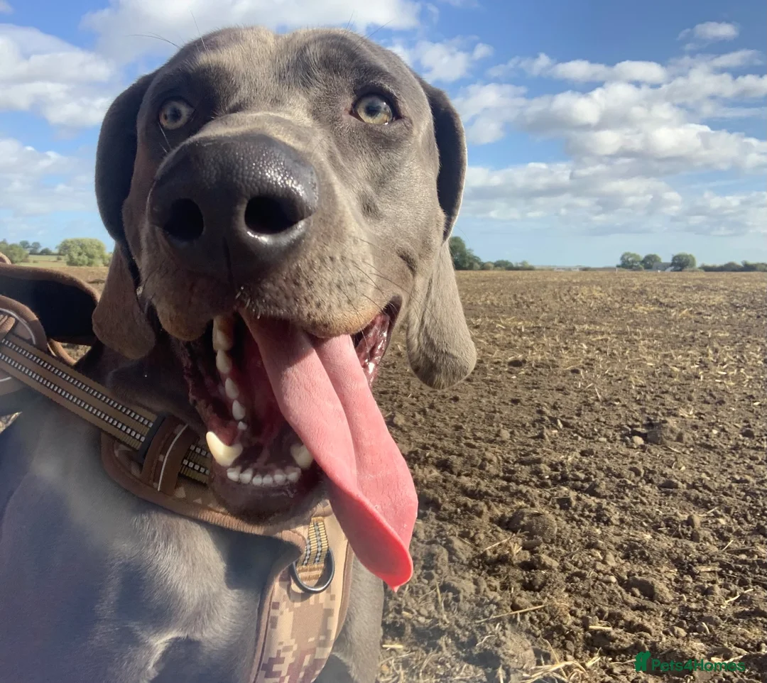 Weimaraner dogs for sale: 14 month old Weimaraner  - Advert 1