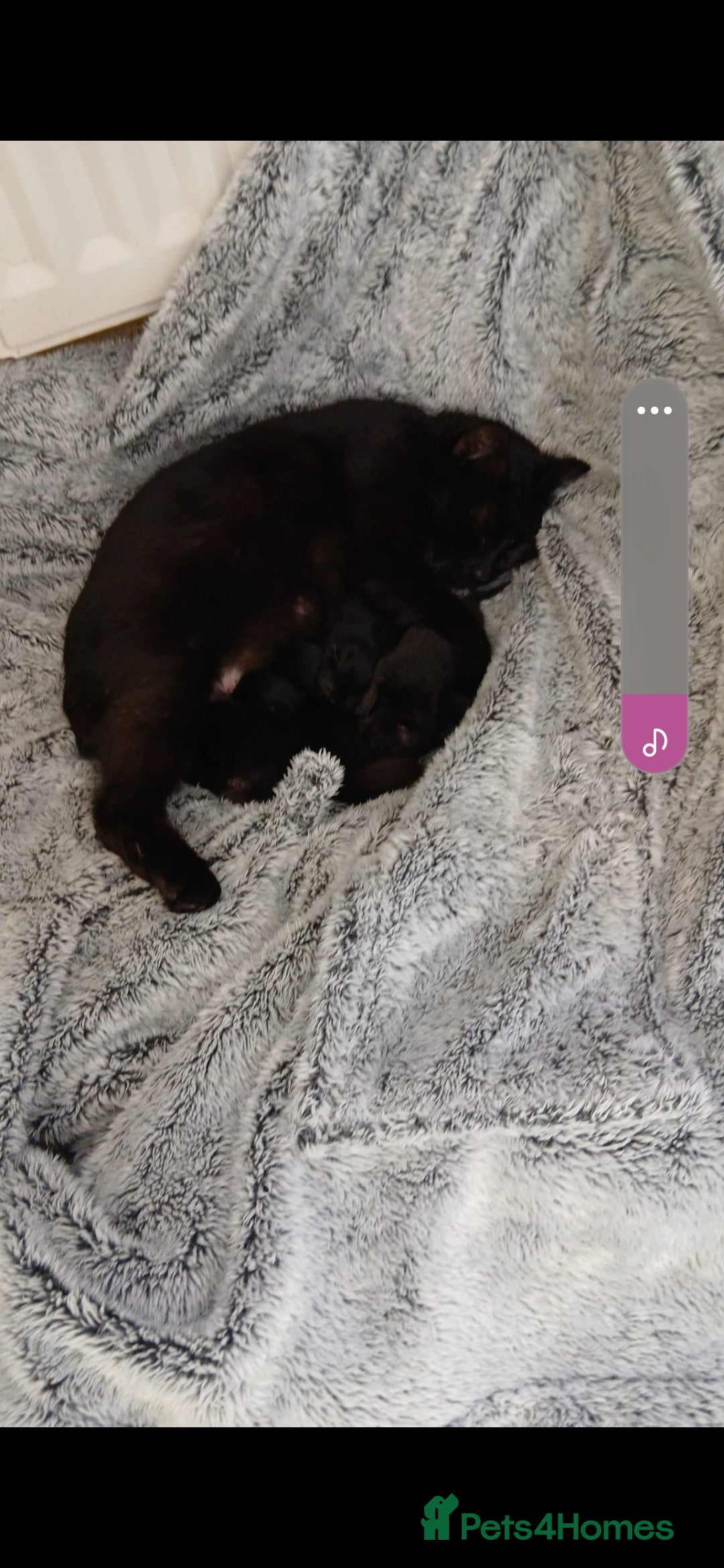 Domestic Shorthair cats for sale: 3 black kitties for sale - Image 7