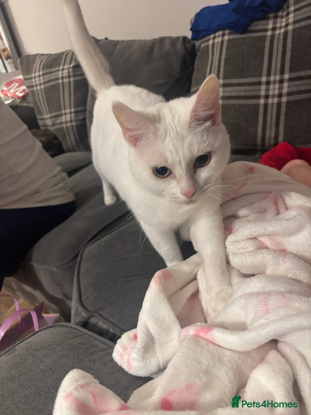 Mixed Breed cats for sale: Mother and cat  - Advert 2