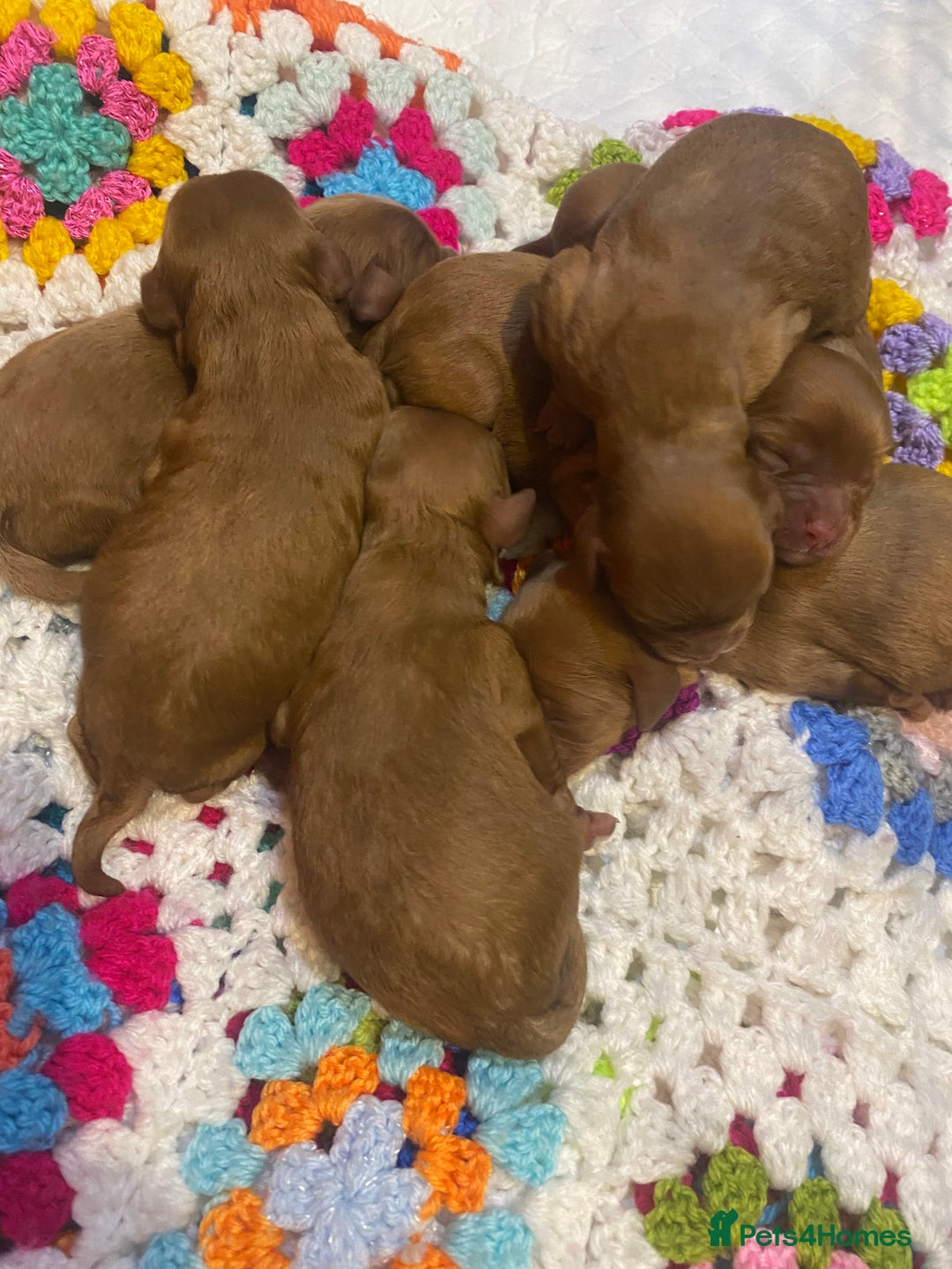 Cavapoo dogs for sale: Toy Cavapoo Health testing parent  - Advert 1