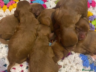 Cavapoo dogs Toy Cavapoo Health check parent - Advert 3