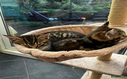 Mixed Breed cats for sale: Cute Scottish Straight mixed breed kittens, ready  - Image 14