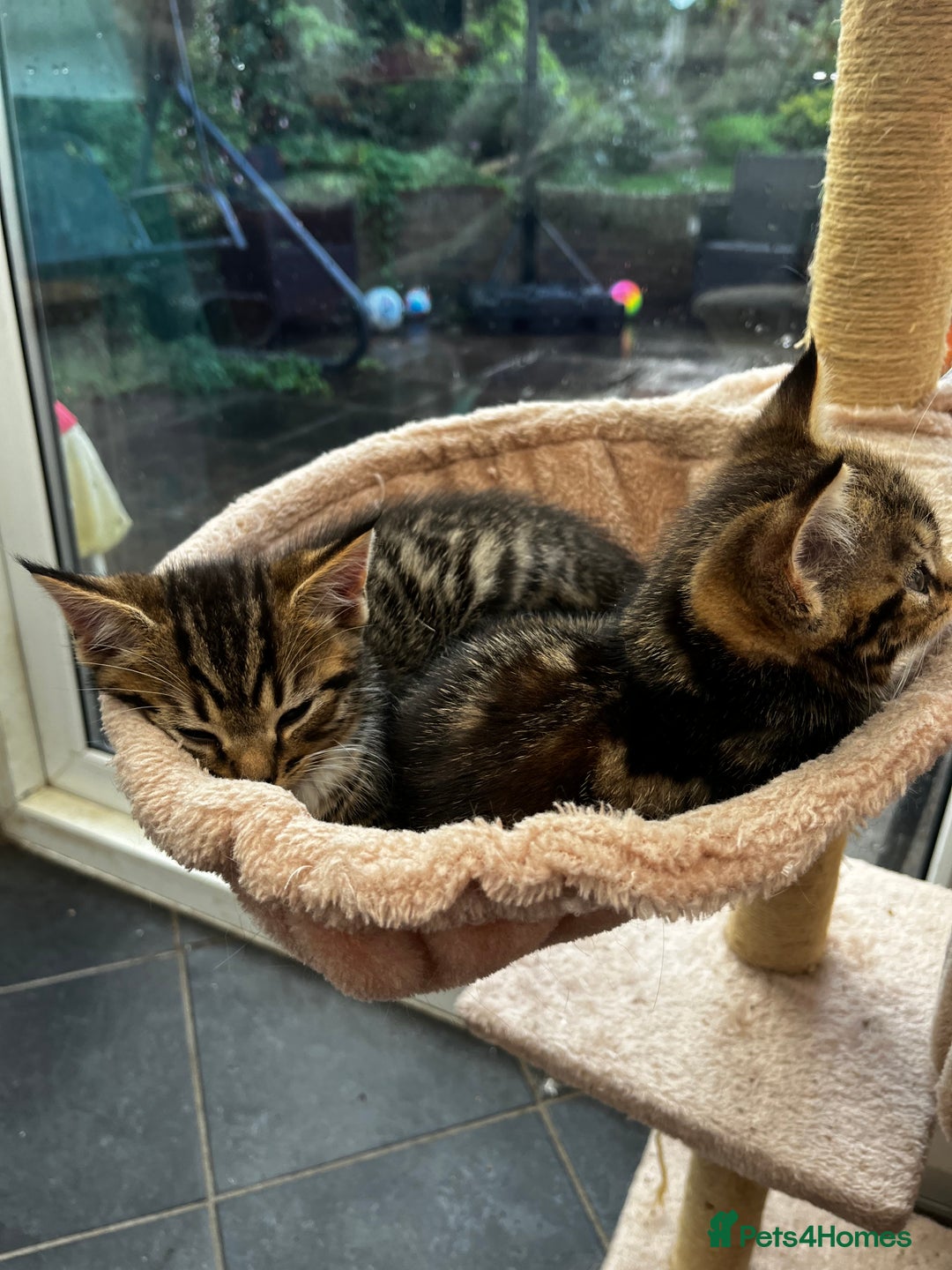 Mixed Breed cats for sale: Cute Scottish Straight mixed breed kittens, ready  - Image 14