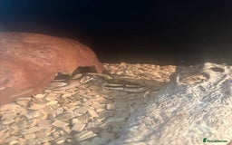 Python Snake reptiles for sale: Ball Python Snake & Full Set-Up vivarium - Image 2