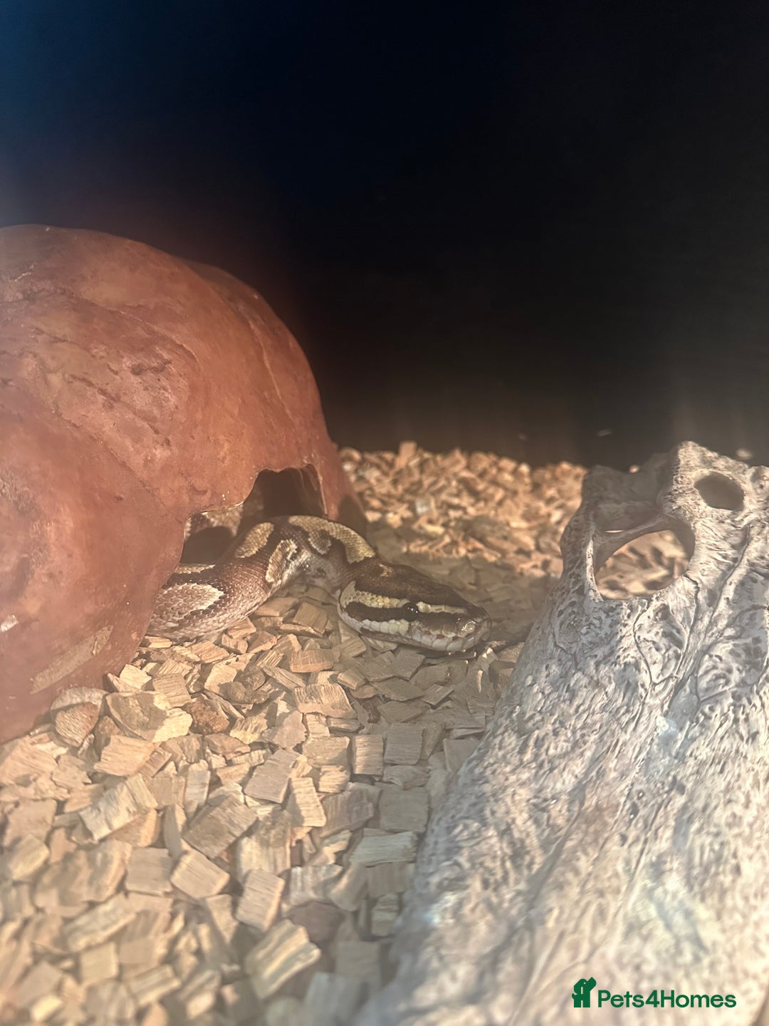Python Snake reptiles for sale: Ball Python Snake & Full Set-Up vivarium - Image 2