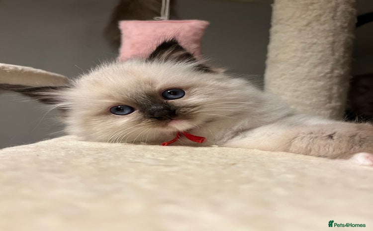 Ragdoll cats - Advert 1