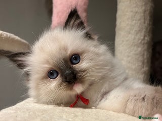 Ragdoll cats **LAST BOY** CHUNKY RAGDOLL KITTENS FOR SALE - Advert 1