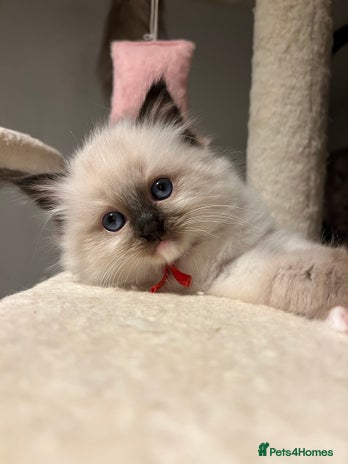 Ragdoll cats - Advert 1