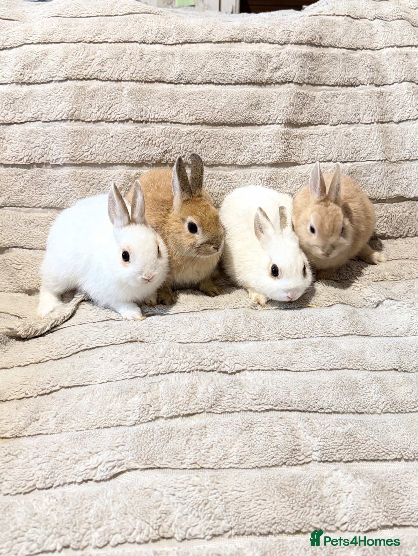 Mixed Breed rabbits Dwarf Rabbits 🐇🐰 - Advert 1