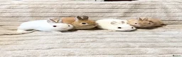 Mixed Breed rabbits for sale: Dwarf Rabbits 🐇🐰 - Advert 1