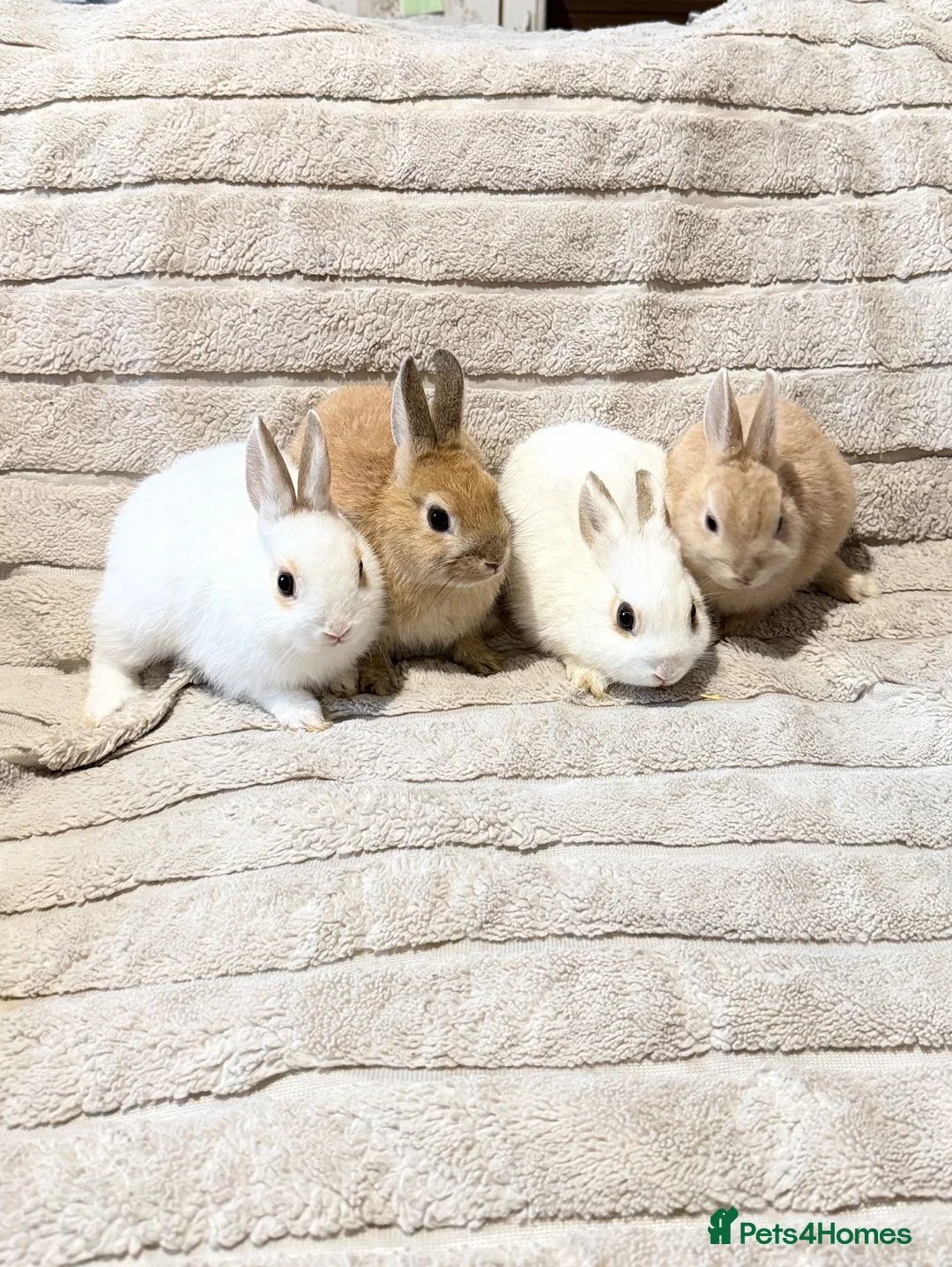 Mixed Breed rabbits for sale: Dwarf Rabbits 🐇🐰 - Advert 1