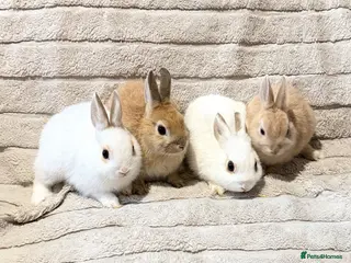 Mixed Breed rabbits Dwarf Rabbits 🐇🐰 - Advert 1