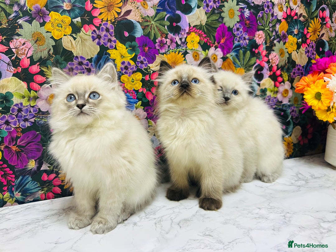 Ragdoll cats for sale: Beautiful Ragdoll Kittens  - Image 7