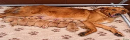 Golden Retriever dogs for sale: KC Dark Golden Retrievers 🧬Health Tested Parents - Advert 12