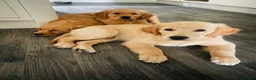 Golden Retriever dogs for sale: Last two available  - Advert 3