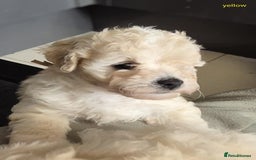 Mixed Breed dogs for sale: Bishon frise/Maltese puppies - Advert 5