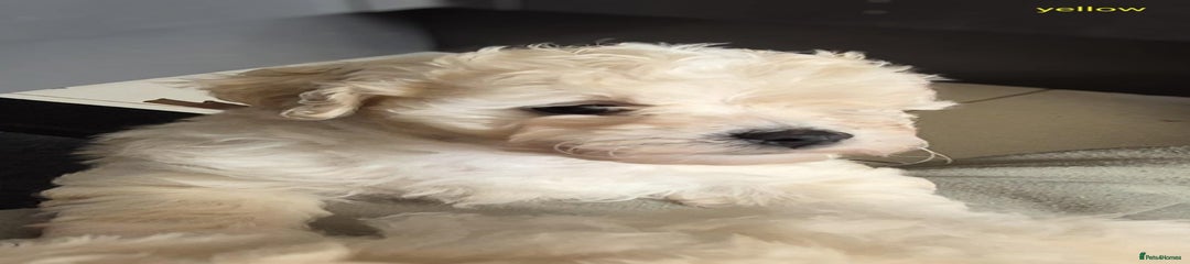 Mixed Breed Puppy 5(yellow) 